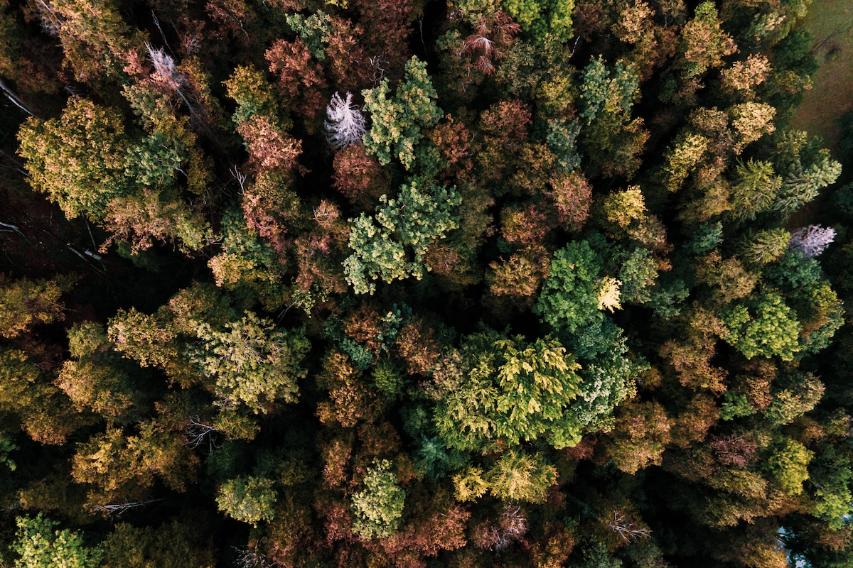 Aerial view of forest landscape symbolising environmental responsibility behind slow fashion and responsible clothing.